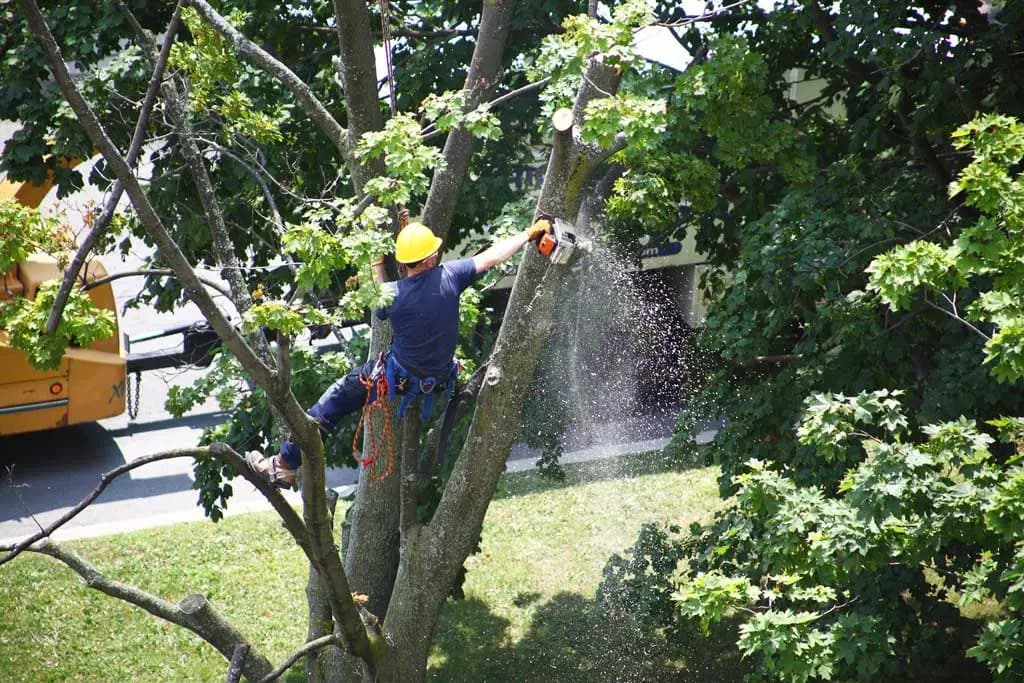 ATN tree crew trimming a tree