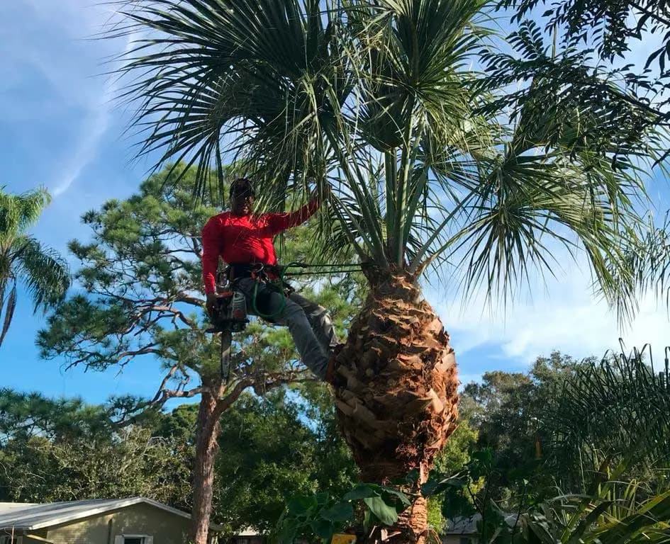 Alberto, owner of ATN Tree Cutting Services, climbing a palm tree