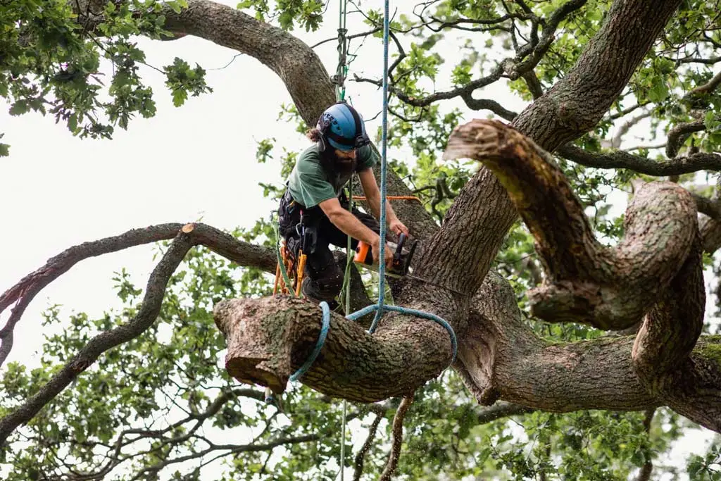 Commercial tree service crew on a business property