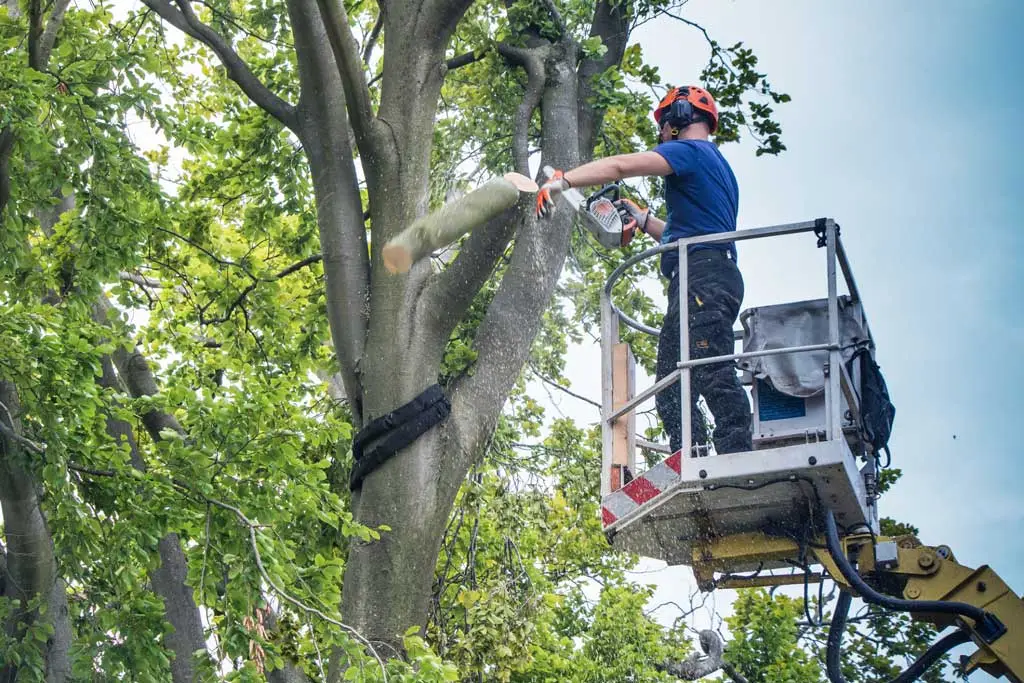 Residential tree removal near a home