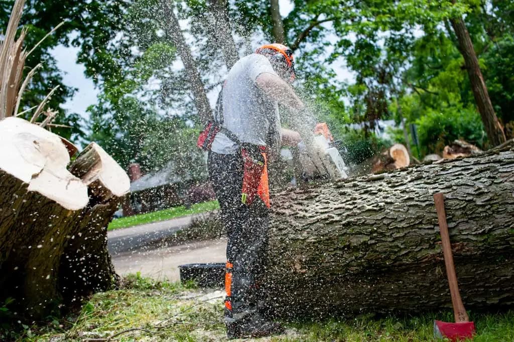 Tree Removal