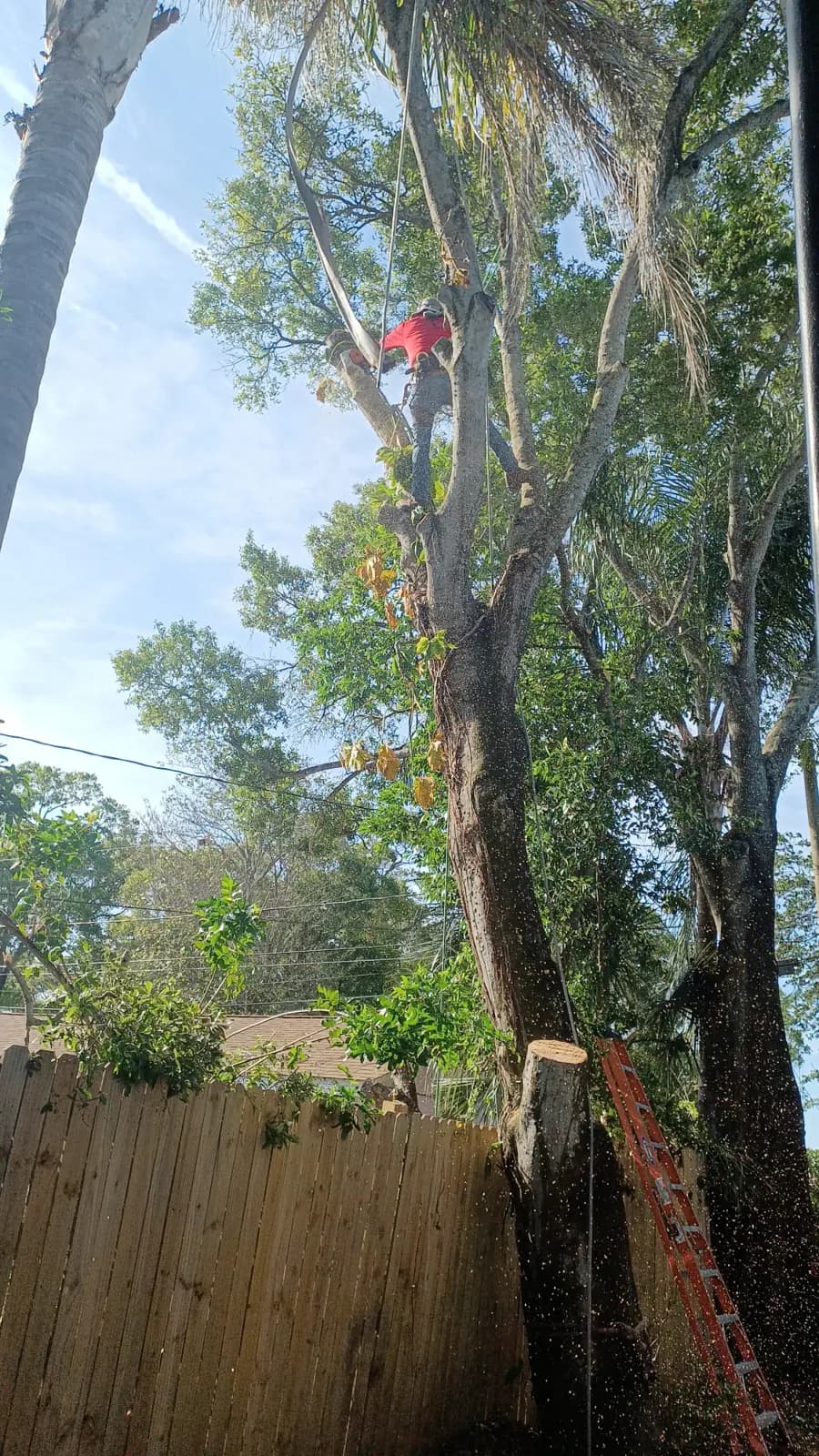 ATN climber in a tree above a Florida backyard fence