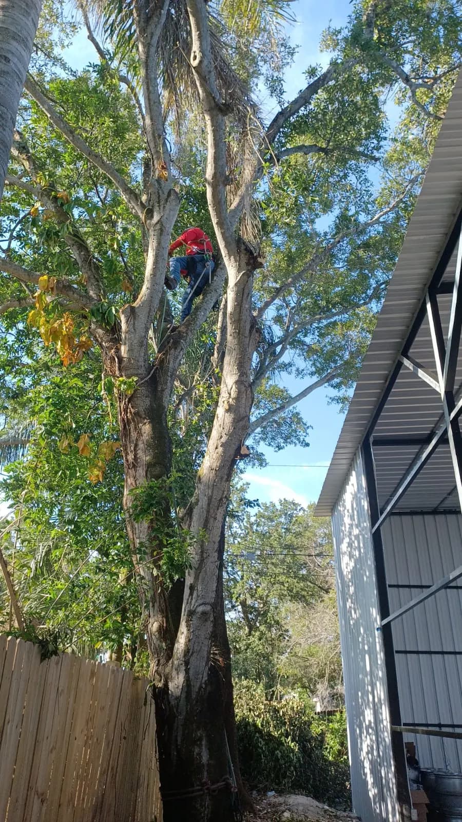 Tree work above a backyard in Florida