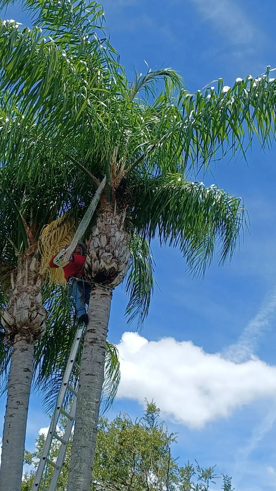 Palm trees being trimmed by an ATN climber
