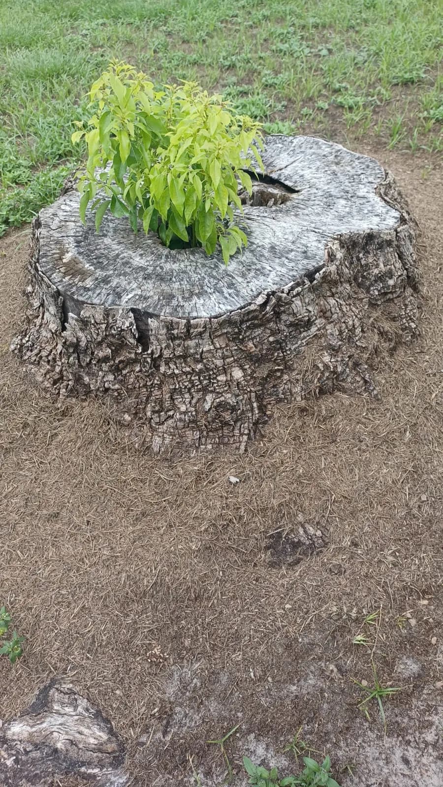 Tree stump ground down at a Florida property