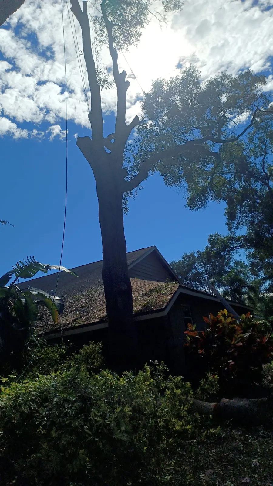 Tree work next to a Florida home